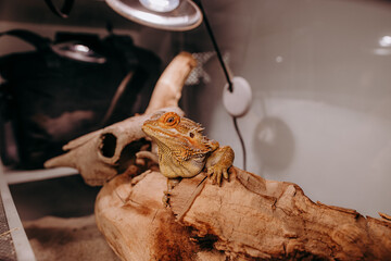 Agama Brodata w terrarium © rozentuzjazmowany