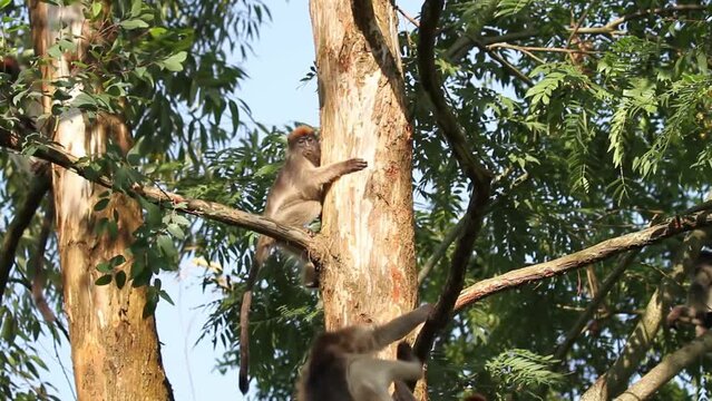 Ugandan red colobus (Procolobus tephrosceles) on tree
Uganda wildlife, red colobus on tree, 2023
