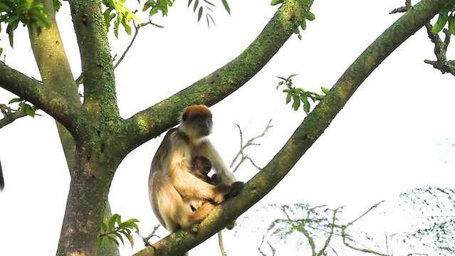 Ugandan red colobus on tree
Uganda wildlife, red colobus on tree, 2023
