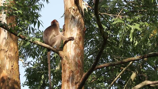 Ugandan red colobus on tree,2023
Uganda wildlife, red colobus on tree, 2023
