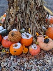 pumpkins and gourds