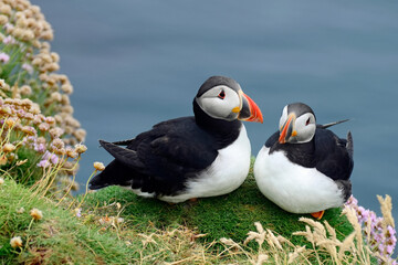 Couple of Atlantic puffins on cliff, Mykines island, Faroe Islands,