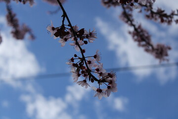 sakura tree

