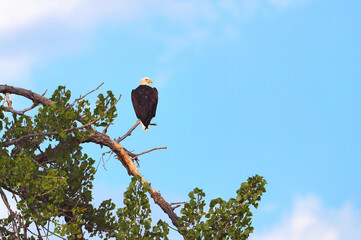 A Bald Eagle high upon a Cottonwood tree observing its surroundings against a blue sky and white...