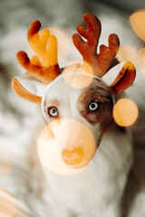 Close up portrait of beautiful red merle australian shepherd dog with festive reindeer antlers with...