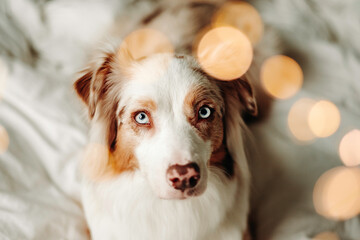 Close up festive portrait of beautiful red merle australian shepherd dog with Christmas lights on...