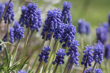 Muscari armeniacum ornamental springtime flowers in bloom, Armenian grape hyacinth flowering blue plants in the garden