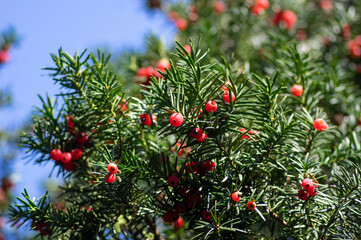 Taxus baccata common european yews tree shrub branches with green leaves needles and red berry like cones with seeds