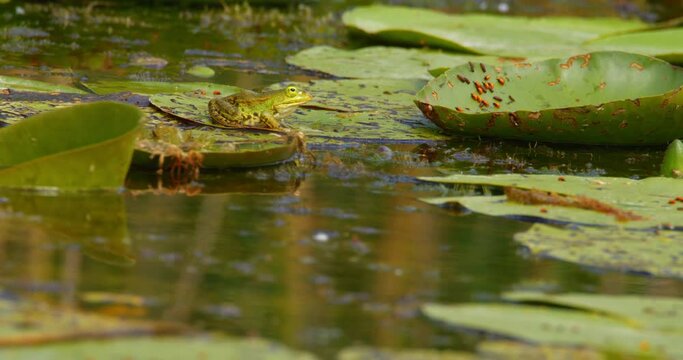 Green Balkan frog sitting still on a water lily leaf in the middle of pond
