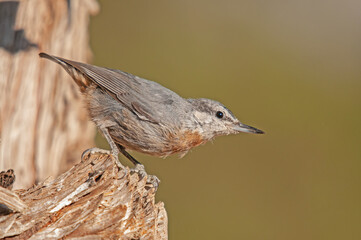 Bird species endemic to Anatolia. Krüper`s Nuthatch, Sitta krueperi.