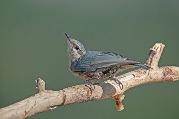 Bird species endemic to Anatolia. Krüper`s Nuthatch, Sitta krueperi.