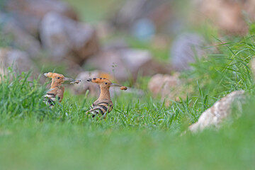 Eurasian Hoopoe, Upupa epops brings food to the nest.
