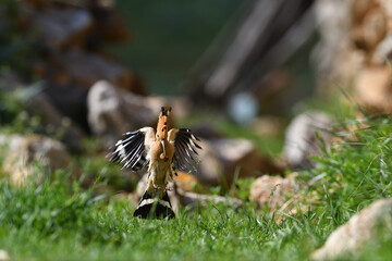 Eurasian Hoopoe, Upupa epops brings food to the nest. © TAMER YILMAZ