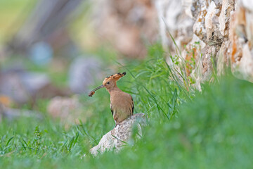 Eurasian Hoopoe, Upupa epops brings food to the nest.