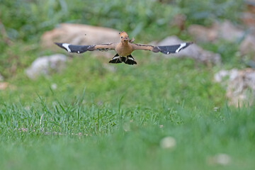 Eurasian Hoopoe, Upupa epops brings food to the nest. © TAMER YILMAZ