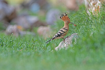 Eurasian Hoopoe, Upupa epops brings food to the nest.