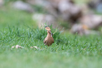 Eurasian Hoopoe, Upupa epops brings food to the nest.