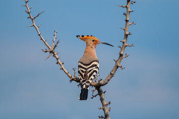 Eurasian Hoopoe, Upupa epops, on a dry tree branch.