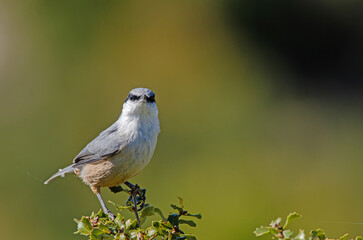 Western Rock Nuthatch, Sitta neumayer, on the branch.