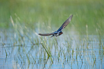 Barn Swallow flying over wetland, Hirundo rustica.