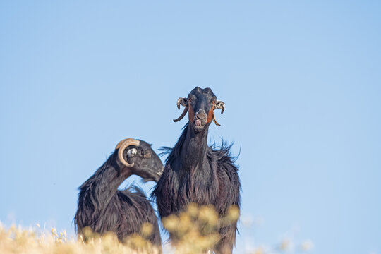 Two black goats watching over a blue sky background.