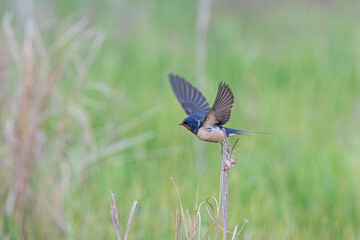 Barn Swallow, Hirundo rustica on a branch.