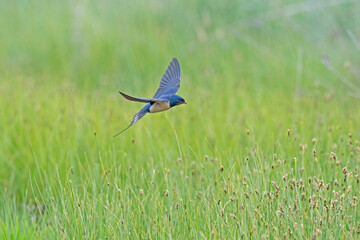 Barn Swallow flying over wetland, Hirundo rustica.