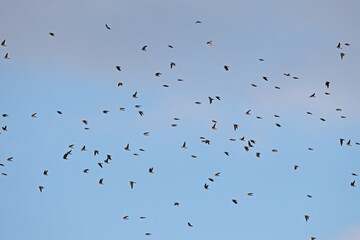 Sand Martin, Riparia riparia, flying in large groups over the wetland.
