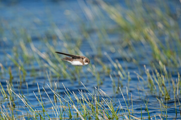 Sand Martin, Riparia riparia, flying over the wetland.