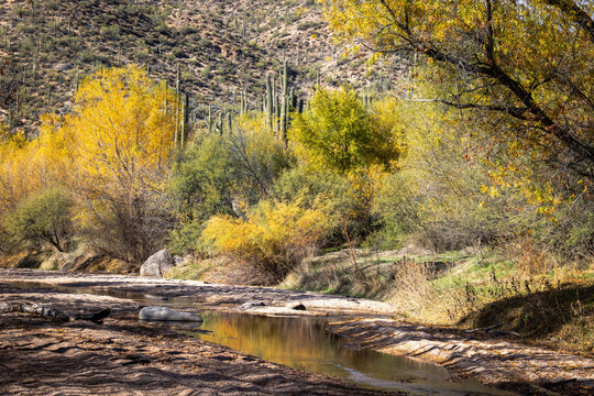 Colorful decidous trees reflected in the water of Mesquite Wash along State Hwy 87 between Phoenix and Payson.