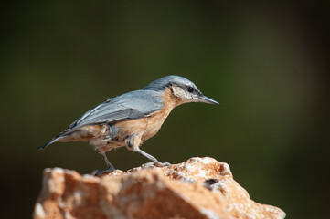 Eurasian nuthatch on rock, Sitta europaea.