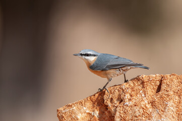 Eurasian nuthatch on rock, Sitta europaea.