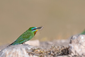 Blue-cheeked Bee-eater, Merops persicus on a rock with prey in its mouth.