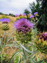 Flores de cardos