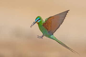 Blue-cheeked Bee-eater, Merops persicus brings food to the nest.