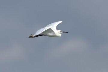 Fototapeta premium Garza dedos dorados (Egretta thula) en vuelo