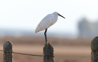 Garza dedos dorados (Egretta thula)