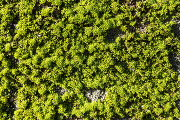 Top view of fresh green moss on a wall in sunlight