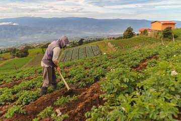 Agricultor cosechando cultivos de papa 
zona agrícola 