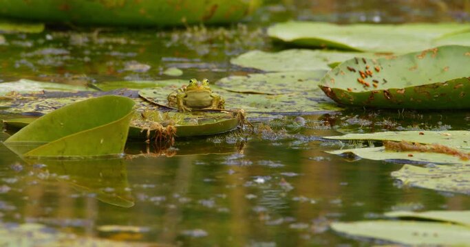 Front view of green Balkan frog perched on water lily leaf