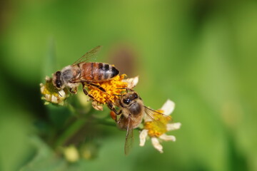 Two honey bees on flowers collecting nectar