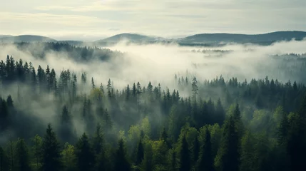 Photo sur Aluminium Matin avec brouillard morning mist over the forest 