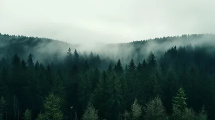 Photo sur Plexiglas Matin avec brouillard morning mist over the forest 