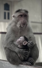 Closeup shot of a female macaque with a young one