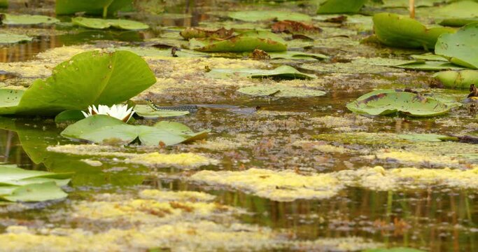 Grass snake swim between white water lilies on a pond