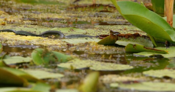 Grass snake swim on a pond full of aquatic vegetation