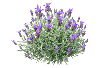 Spanish lavender or lavandula stoechas plant isolated transparent png. French or topped lavender flowering bush. Spring purple flower spikes and silvery leaves. - obrazy, fototapety, plakaty