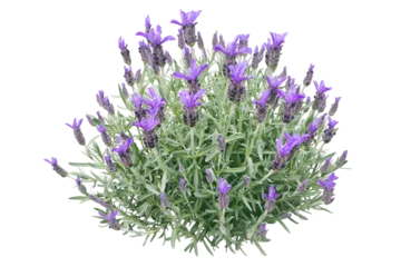 Foto auf Acrylglas Spanish lavender or lavandula stoechas plant isolated transparent png. French or topped lavender flowering bush. Spring purple flower spikes and silvery leaves. © photohampster