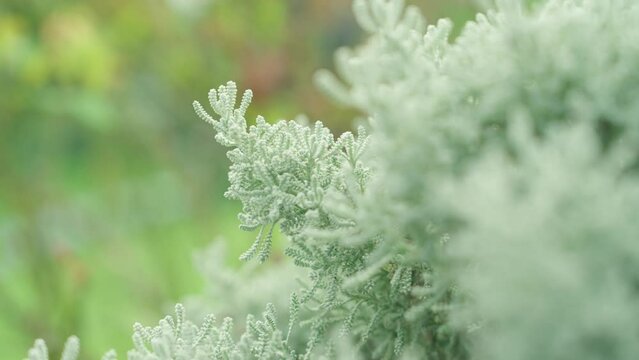 Closeup footage of the lavender cotton (gray santolina) shrub in daytime with blur background
