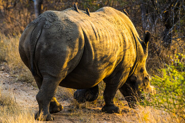 a lone rhino walking in a field with trees behind it